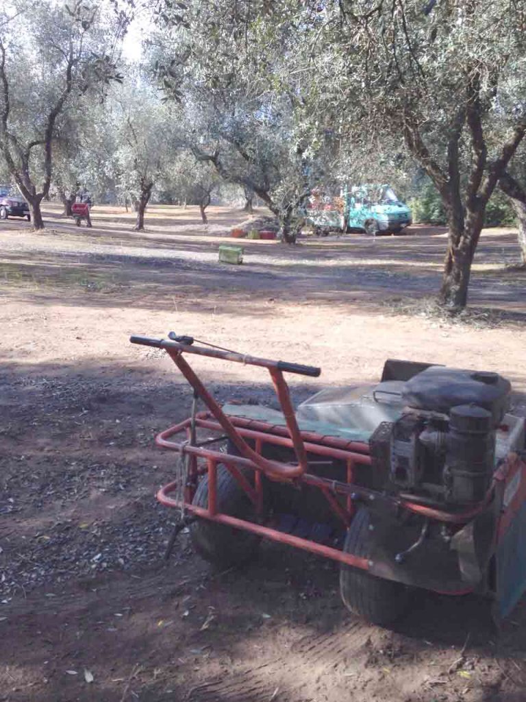 raccolta delle olive nel salento