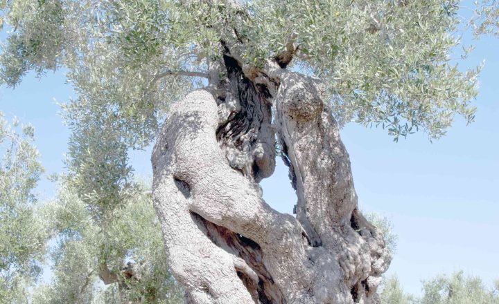 raccolta delle olive nel salento